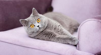 котка у дома