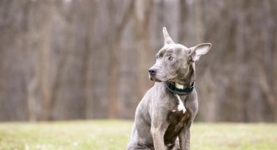 срамежливо куче