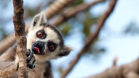 лемур