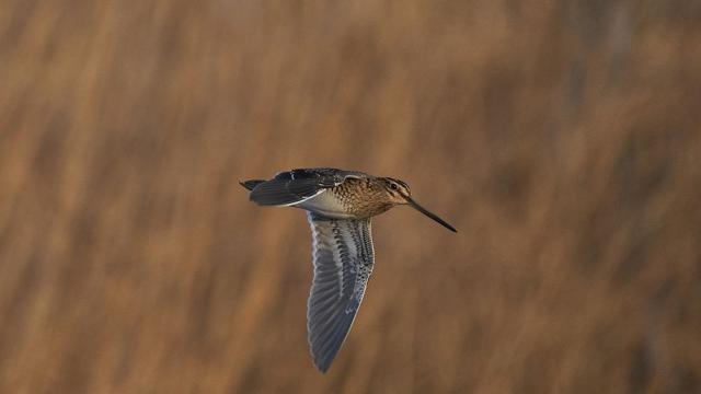 Бекас постави нов световен рекорд по летене