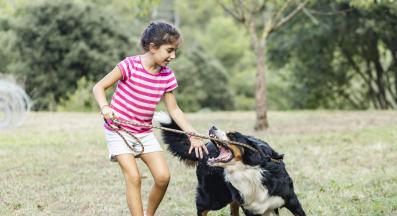 куче агресия