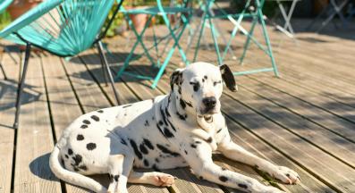 куче спи право