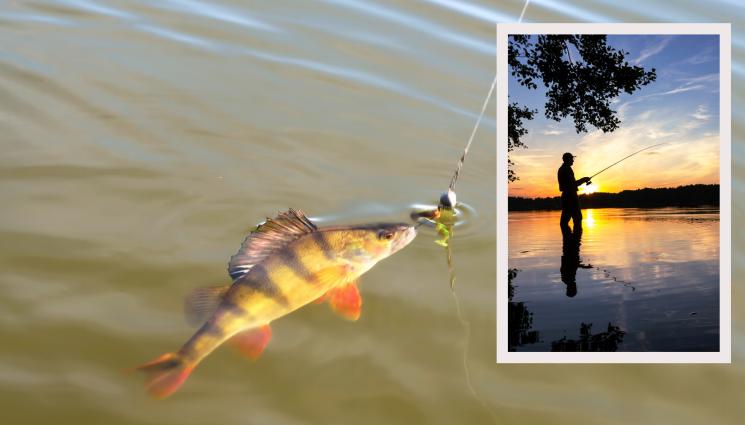 костур - И ЛОВЕЦ СЪМ И РИБАР СЪМ: Надвиснали над водата дървета магнит за костура