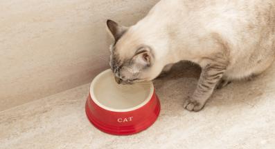 котка пие вода