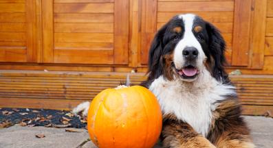 куче хелоуин