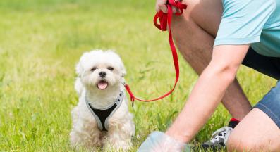 куче изхождане