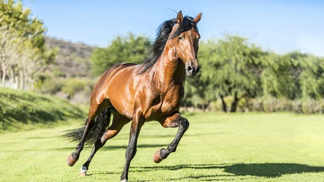 Нова мода: Обувки за коне в САЩ