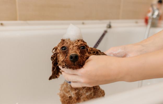 къпане на куче