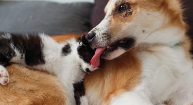 котка и куче се ближат