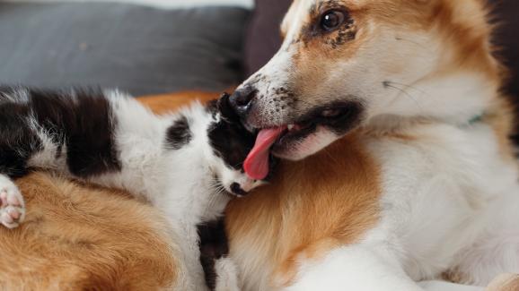 котка и куче се ближат