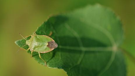 Миризливки