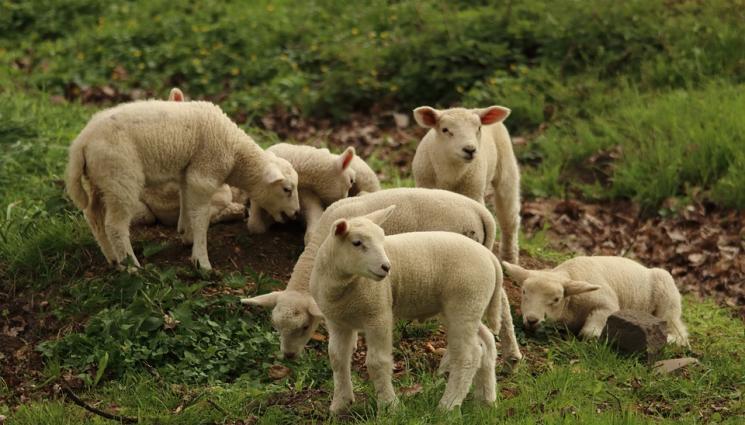 овце - Агро Телеграф: Мелатонин помага за растеж на агнетата