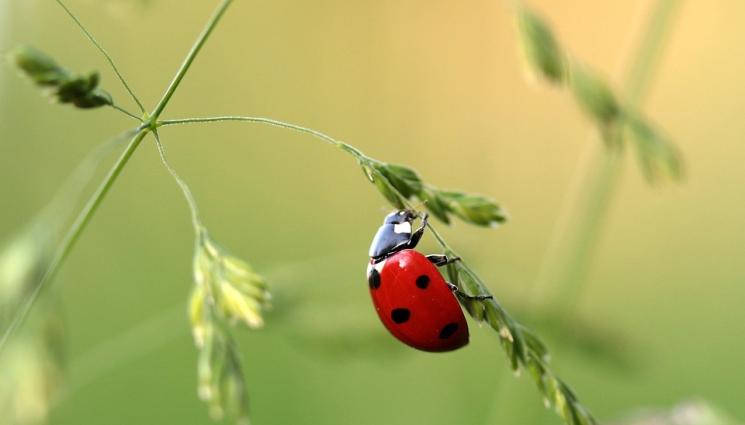 калинка - Агро Телеграф: Растения взаимно се пазят от болести