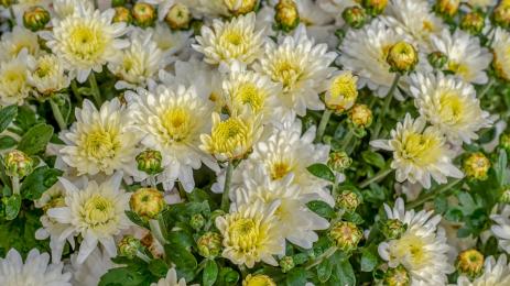 Хризантеми