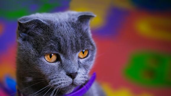 котка у дома