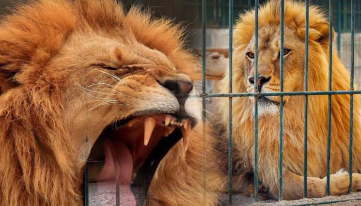 лъв - БЯГСТВО ОТ ЗАТВОРА: Пет лъва духнаха от клетката си в зоопарк