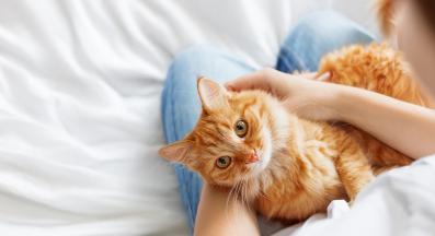 котка и стопанин