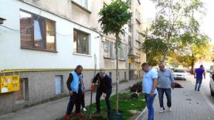 Екип на общинската администрация започна засаждане на 120 дръвчета в