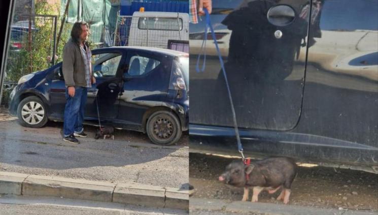 Разходка прасе - ТОВА НЕ СЕ ВИЖДА ВСЕКИ ДЕН: Столичанин изведе на разходка ексцентричен домашен любимец (СНИМКИ)