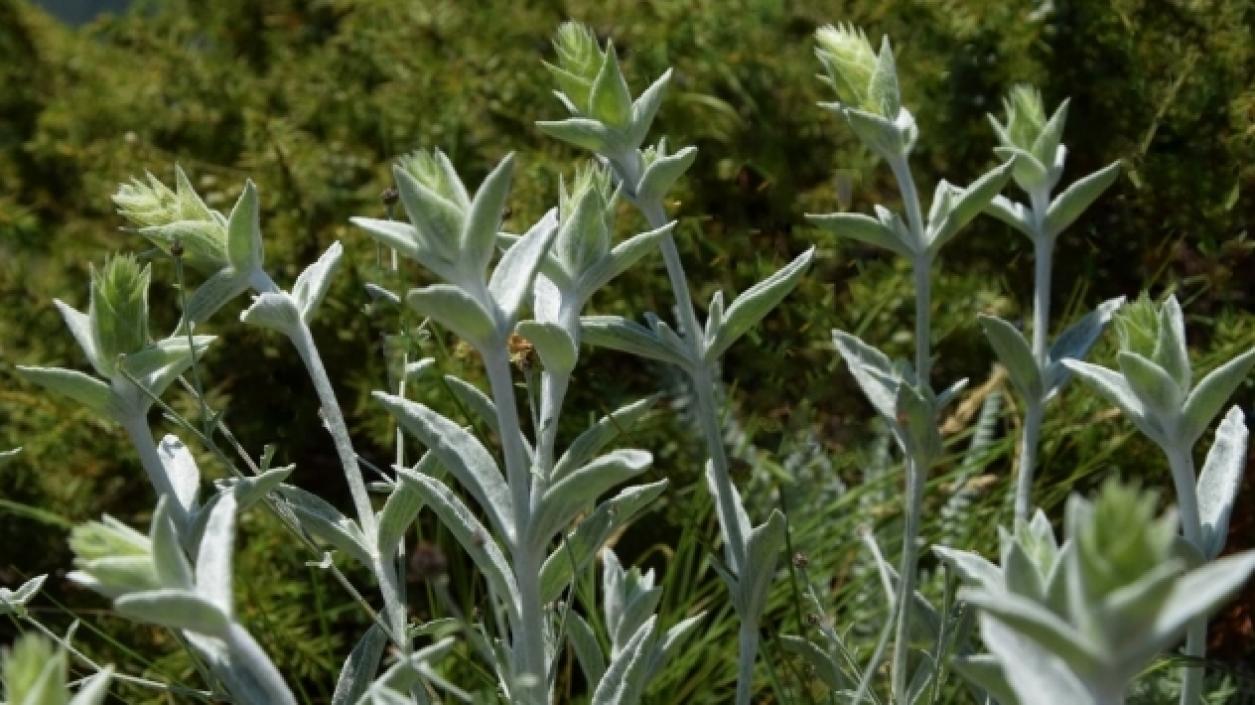 Нов вид растение откриха български учени