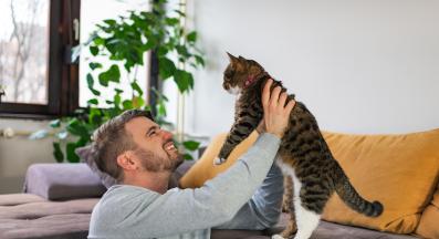 котка и стопани