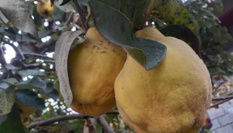 дюли - Агро Телеграф: Идват първите есенни валежи