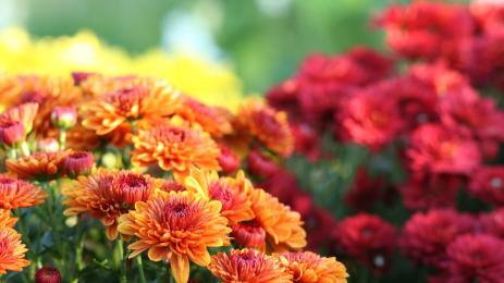 хризантеми