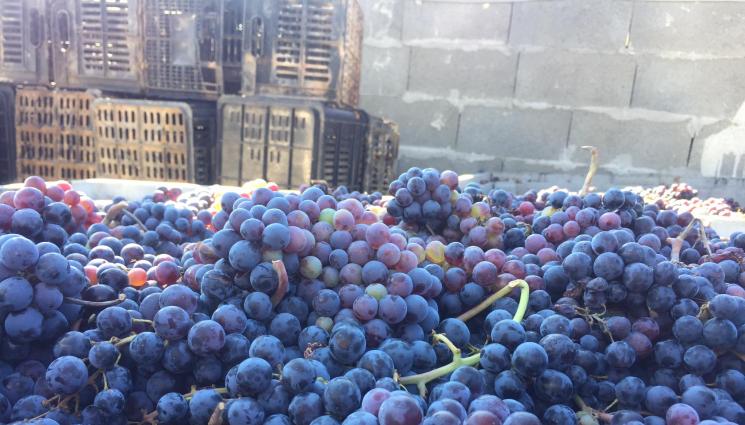 грозде - Агро Телеграф: Румънско грозде подбива българските цени