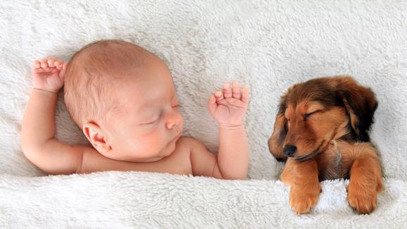Разбират ли кучетата какво представляват бебетата?