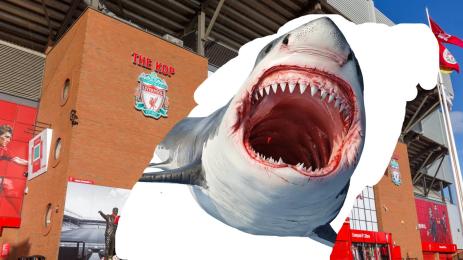 акула Ливърпул продажба