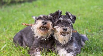 мини шнауцер