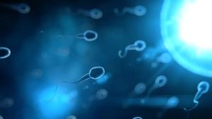 Мъжката сперма е необходима за оплождането на женската яйцеклетка Дали