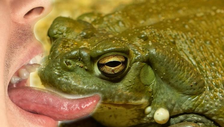 ь - ВНИМАНИЕ, ТУРИСТИ: Не ближете тази жаба, колкото и вкусно да изглежда