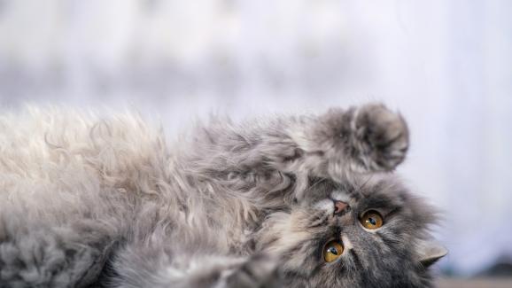 Опасно ли е поглъщането на космени топки за живота на котките