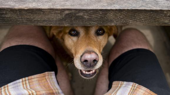 5 удивителни неща, които кучетата могат да усетят у хората