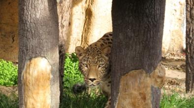 Женски персийски леопард пристигна в София