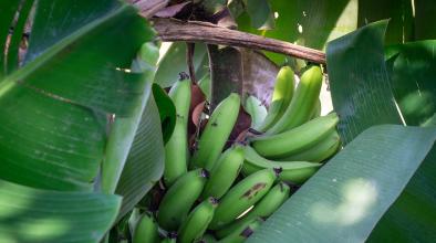 Сини банани с вкус на ванилия настъпват към Европа