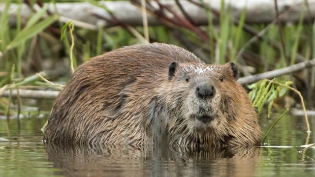 Бобрите - изненадващи защитници на качеството на водата