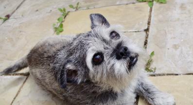 възрастно куче