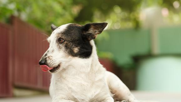 Как да храним куче с артрит