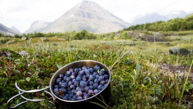 Боровинките са най-важната суперхрана за мозъка 