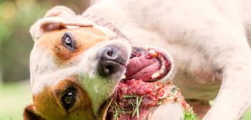 5 основни правила, ако давате на кучето си сурова храна
