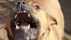 Поредно нападение от куче от бойна порода над човек На
