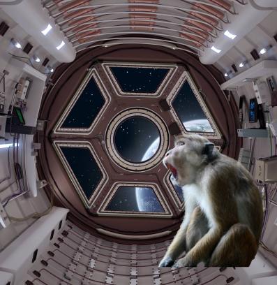 макаци в космоса