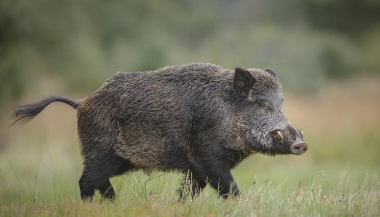 глиган - Ловец се изтръгна от лапите на смъртта (СНИМКИ)