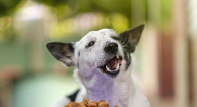 кучешка храна