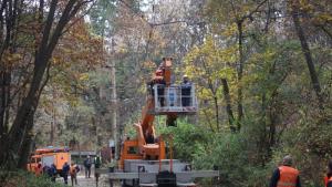 дърво София трамвай