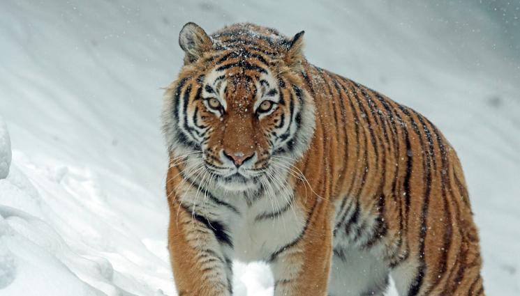 тигър - МАГ ЗОДИАК: Маймуната дразни Тигъра:  задават се кавги на Земята