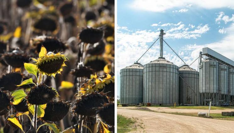 агро - Агро Телеграф: Забрана да смесват БГ слънчогледа с украински