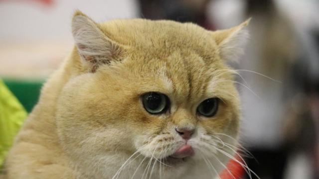 Парад на котешката красота в София (ВИДЕО/СНИМКИ)